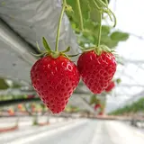 雫の里農園