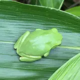 TS