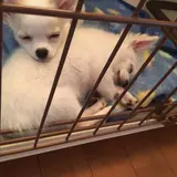 さな