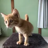 えふ