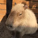 キーボー