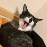 Mana