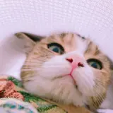 シフォン