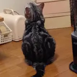クルクル
