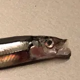 キビナゴ