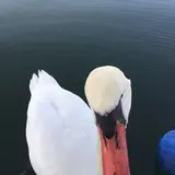 にわちゃん
