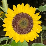 めろんそーだも