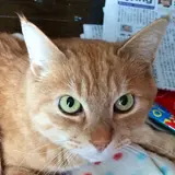 ちょび