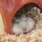 ししゃも