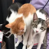 ノリチ