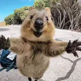 ワイスピ