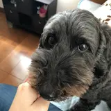 あや