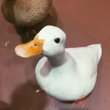 RuRuCo