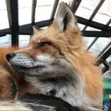 たんげりをん