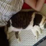 hoku