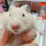 みみ