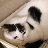 sugineko