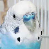 jerry