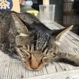 saki