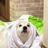 もりこ