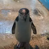 chiroru