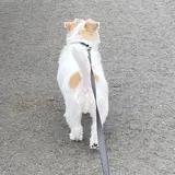 ごはんつぶ