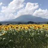 ひまわり
