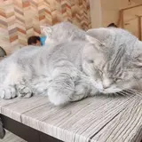 ヘーゼルナッツラテ