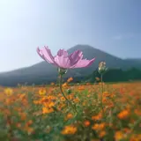 KOBAMACHIさんぽ