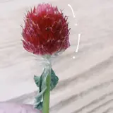 daruma.
