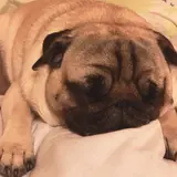 (*´ω`*)