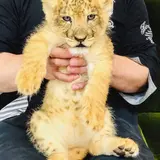 のり