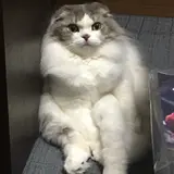 hazzz