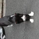 にゃんころたろう