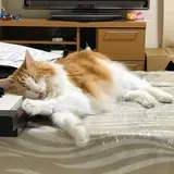 栗鼠♪