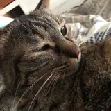 猫は正義！