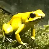 ko-ba