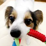 長万部