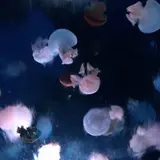 mui