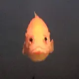 おいでやす〜