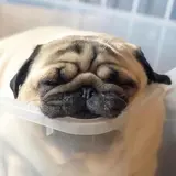 すー