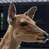 やp