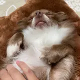 りんこまる