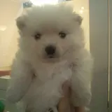 yuki