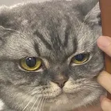 猫ちゃん