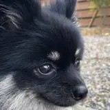 marito