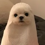 ぱっぷる