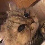 ぺんぺん