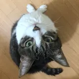 まゆみ