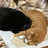 コウヘイ